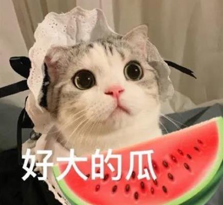 娱乐吃瓜小猫咪小说免费阅读,揭秘娱乐圈幕后风云