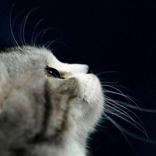 娱乐吃瓜小猫咪小说免费阅读,揭秘娱乐圈幕后风云