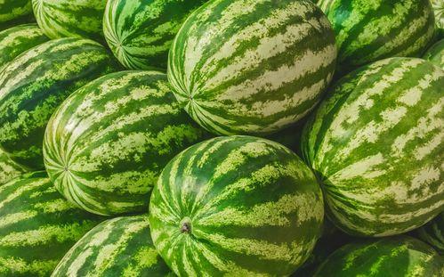 吃瓜比赛技巧,揭秘吃瓜比赛的五大绝技