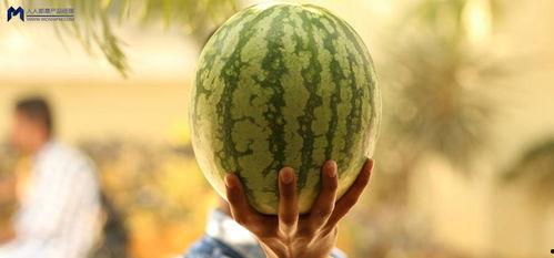 娱乐圈吃瓜用什么看,揭秘明星动态，轻松掌握娱乐热点